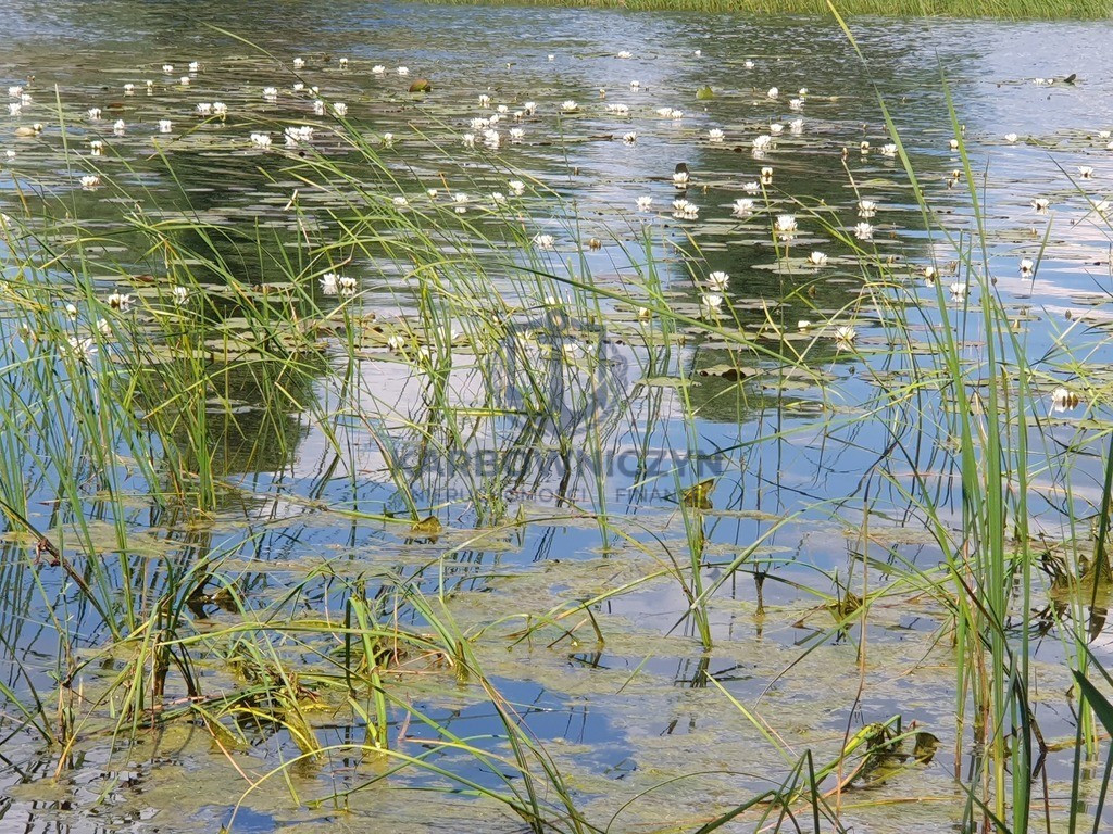 Działka Sprzedaż Zieleniewo 5