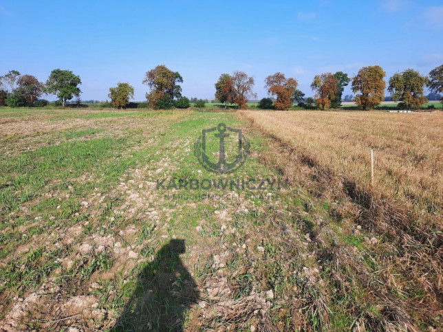 Działka Sprzedaż Kurów 7