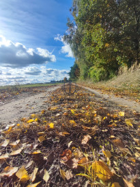 Działka Sprzedaż Grabowo