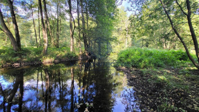 Działka Sprzedaż Staw