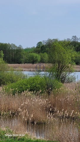 Działka Sprzedaż Zieleniewo 7