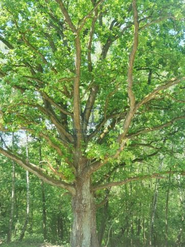 Działka Sprzedaż Zieleniewo 6