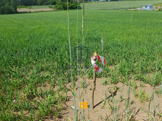 Działka Sprzedaż Zieleniewo 8