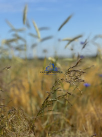 Działka Sprzedaż Goleniów